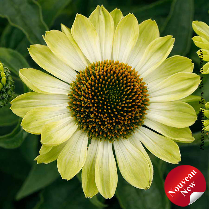 Echinacea 'Prima Lime'