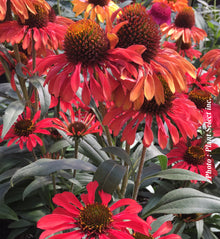 Echinacea 'Prima Ruby'