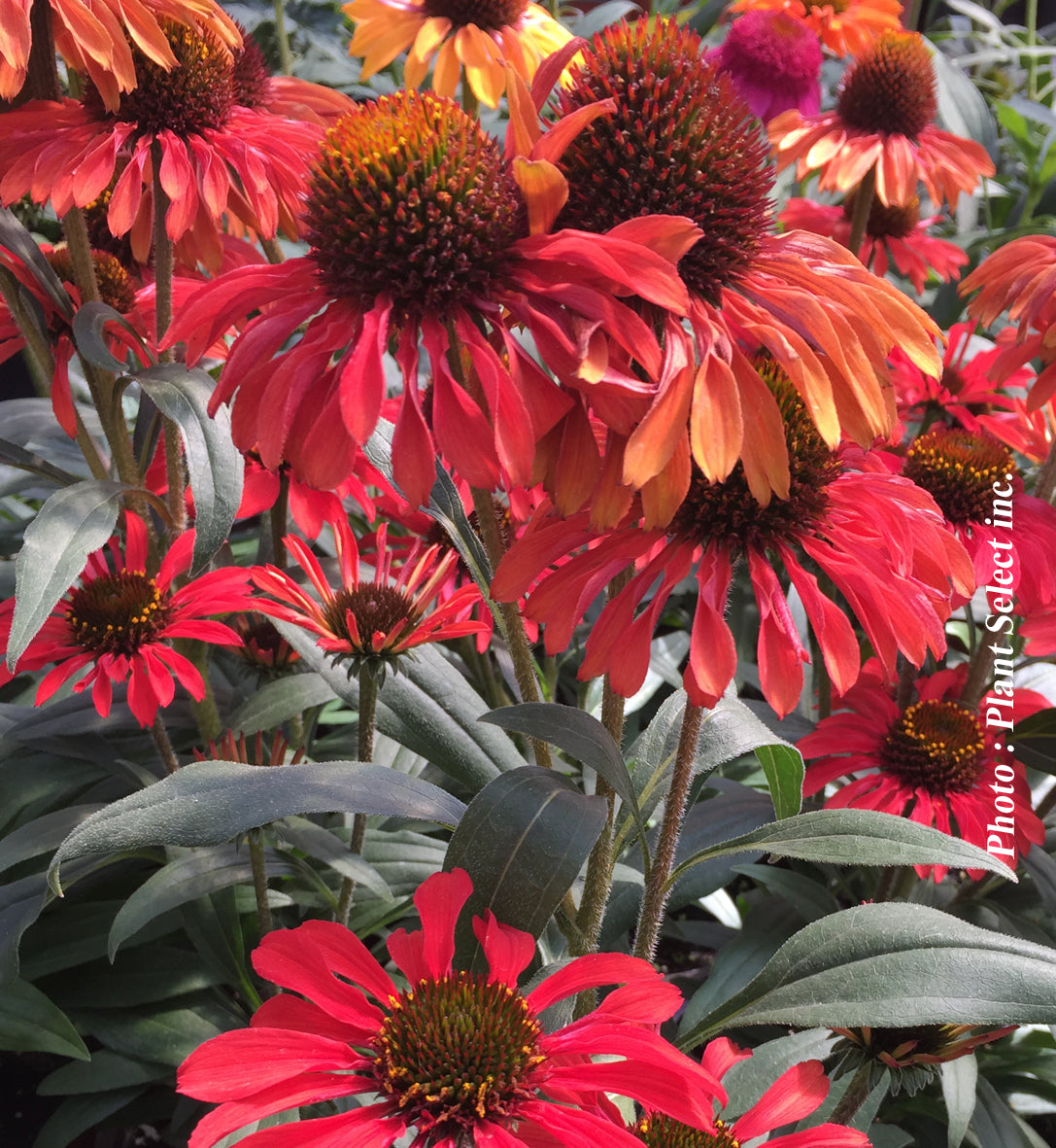 Echinacea 'Prima Ruby'