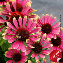 Echinacea 'Prima Spider'