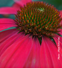 Echinacea 'Sombrero Baja Burgundy'