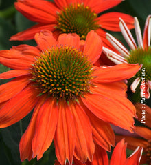 Echinacea 'Sombrero Flamenco Orange'