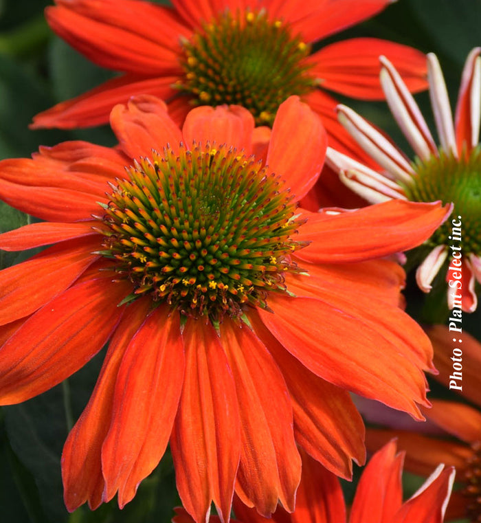 Echinacea 'Sombrero Flamenco Orange'