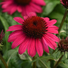 Echinacea 'Sombrero Poco Hot Pink'