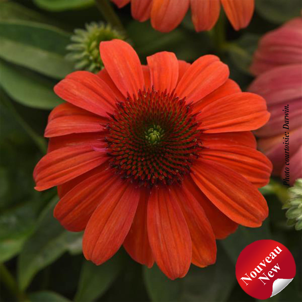Echinacea 'Sombrero Mandarin Mambo'