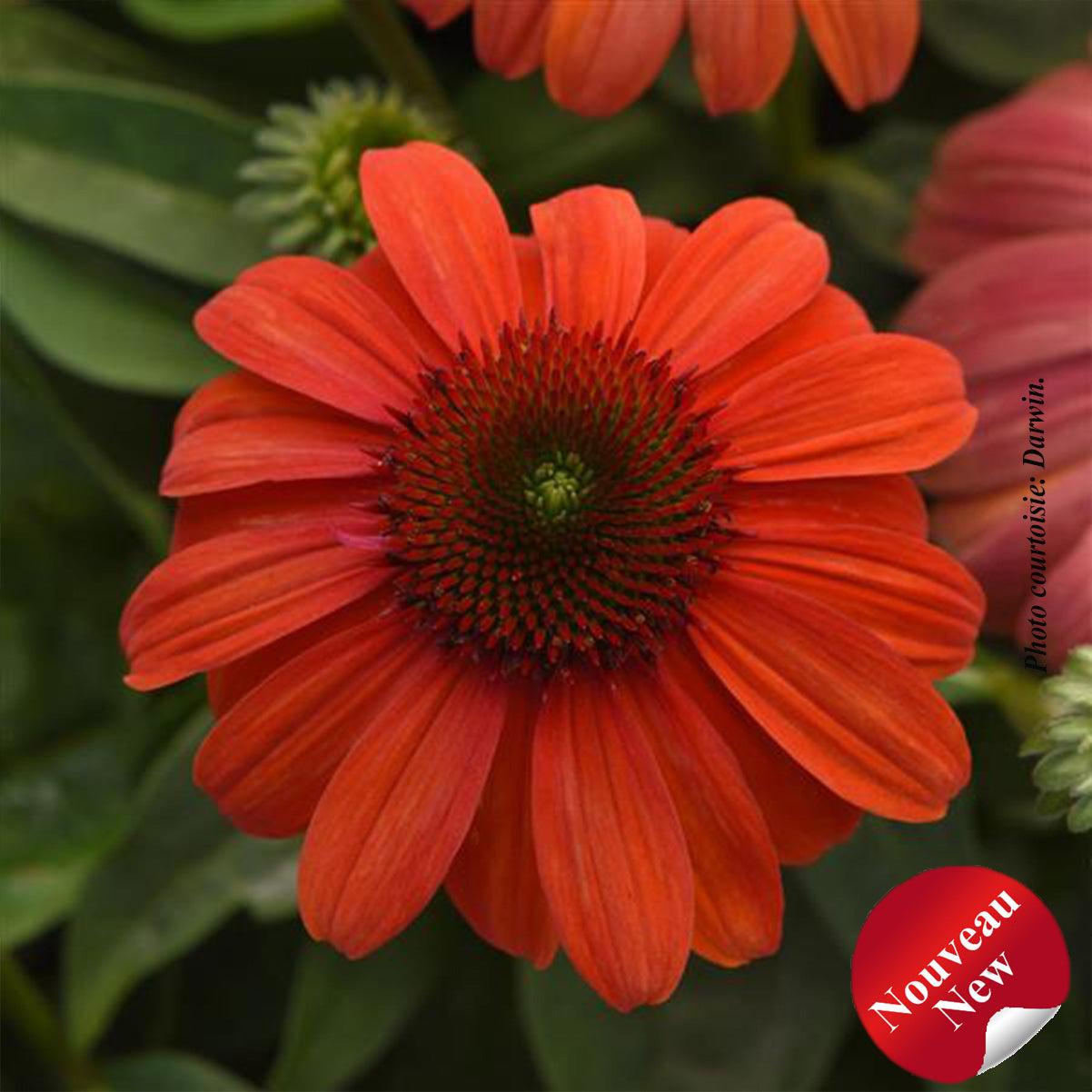 Echinacea 'Sombrero Mandarin Mambo'