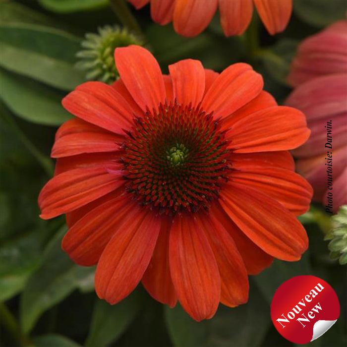 Echinacea 'Sombrero Mandarin Mambo'
