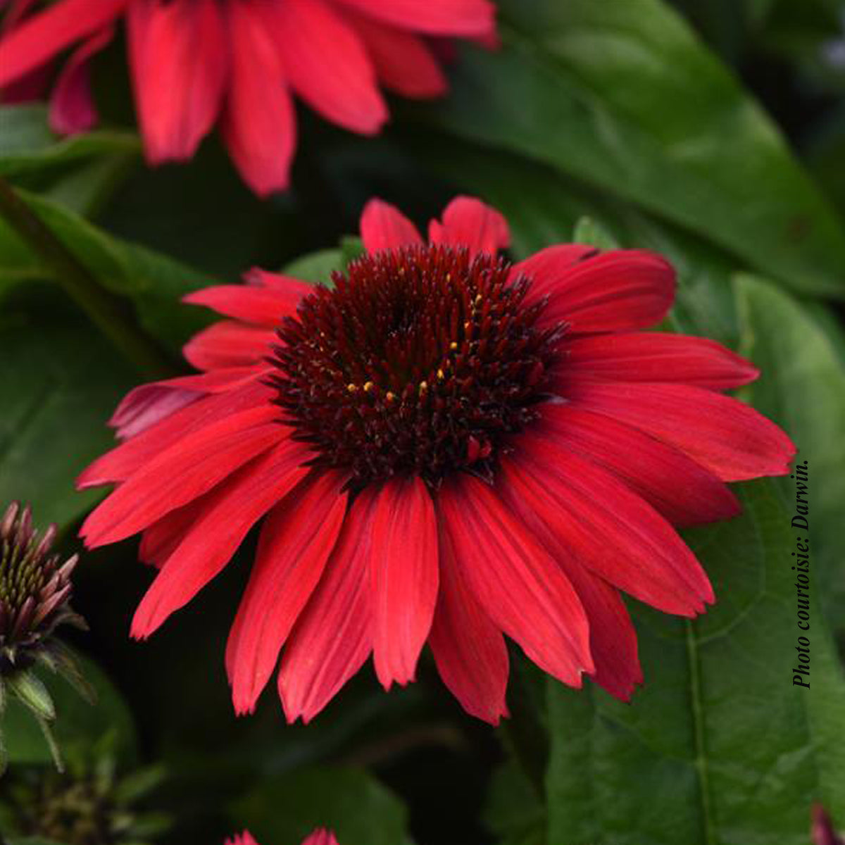 Echinacea 'Sombrero Poco Red'