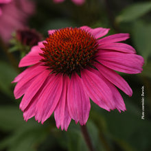 Echinacea 'Sombrero Rosada'