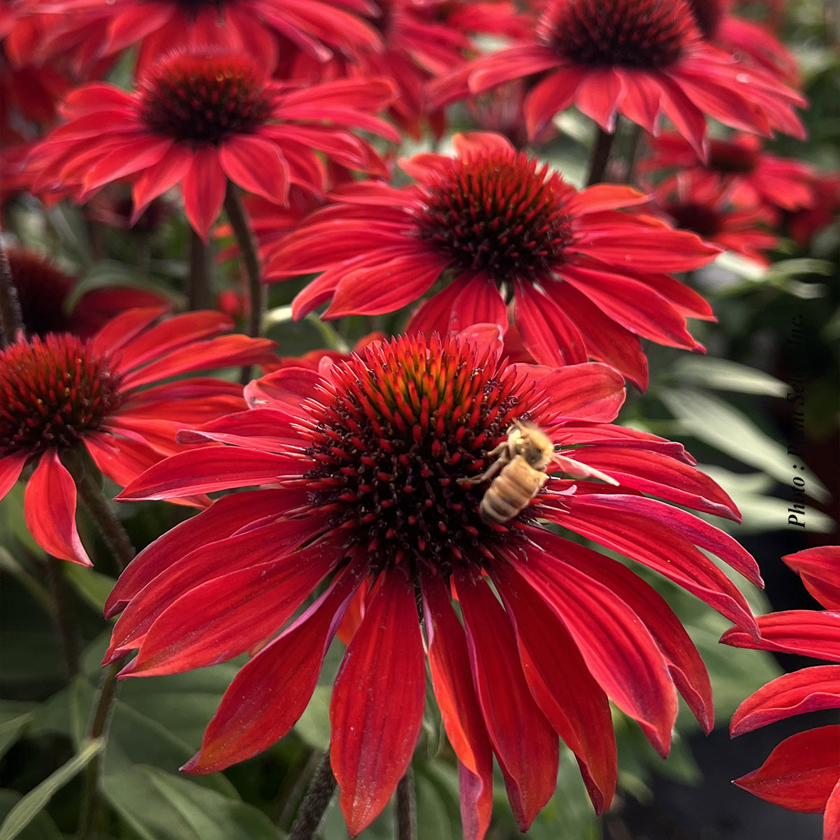 Echinacea 'Sombrero Sangrita'