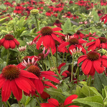 Echinacea 'Sombrero Salsa Red'