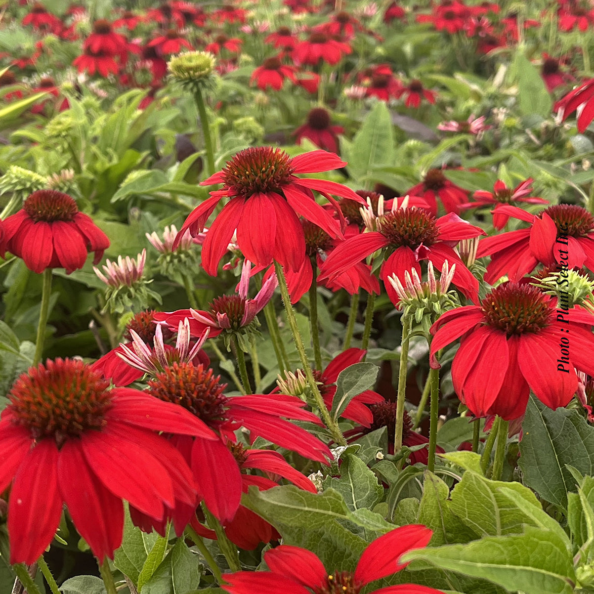 Echinacea 'Sombrero Salsa Red'