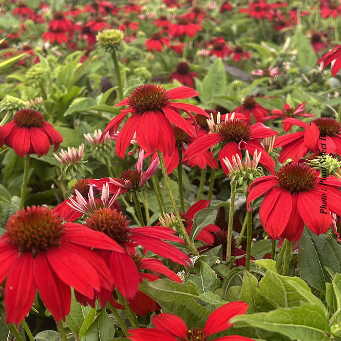 Echinacea 'Sombrero Salsa Red'