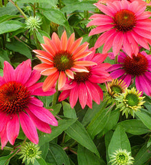 Echinacea 'Sombrero Tres Amigos'