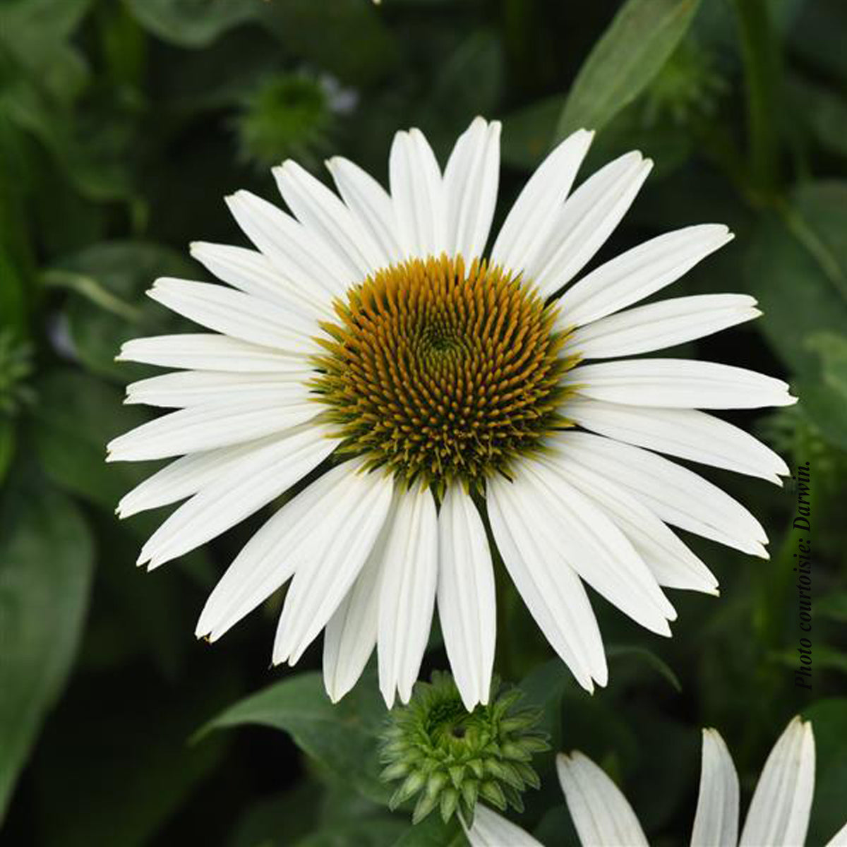 Echinacea 'Sombrero Poco White'