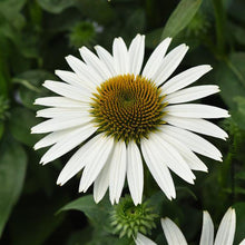 Echinacea 'Sombrero Poco White'