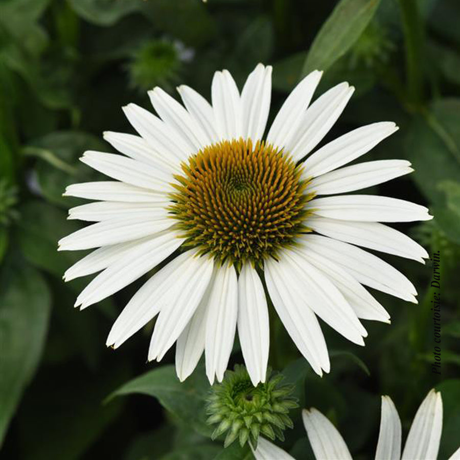 Echinacea 'Sombrero Poco White'