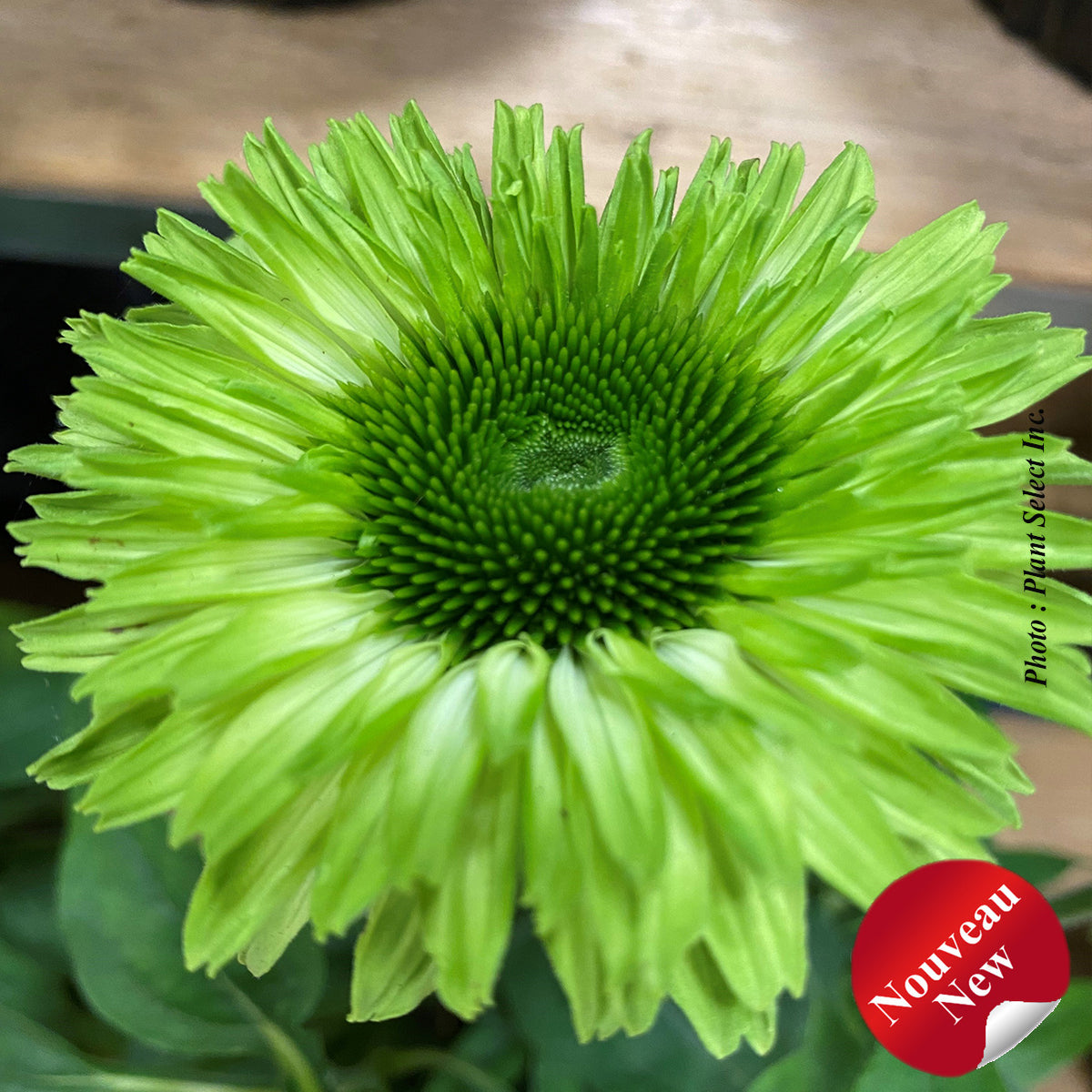 Echinacea 'Sunseekers Apple Green'