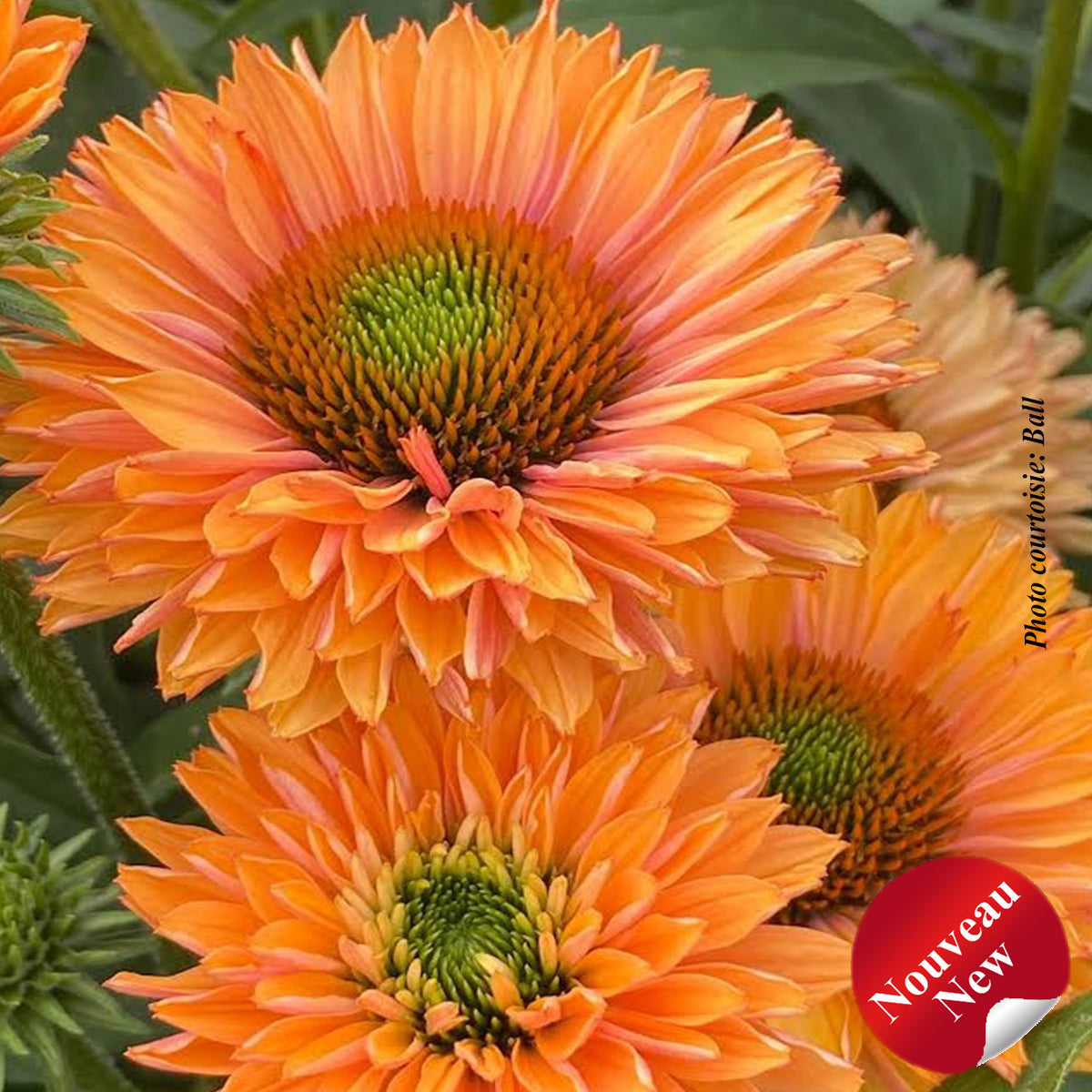 Echinacea 'Sunseekers Pumpkin Pie'