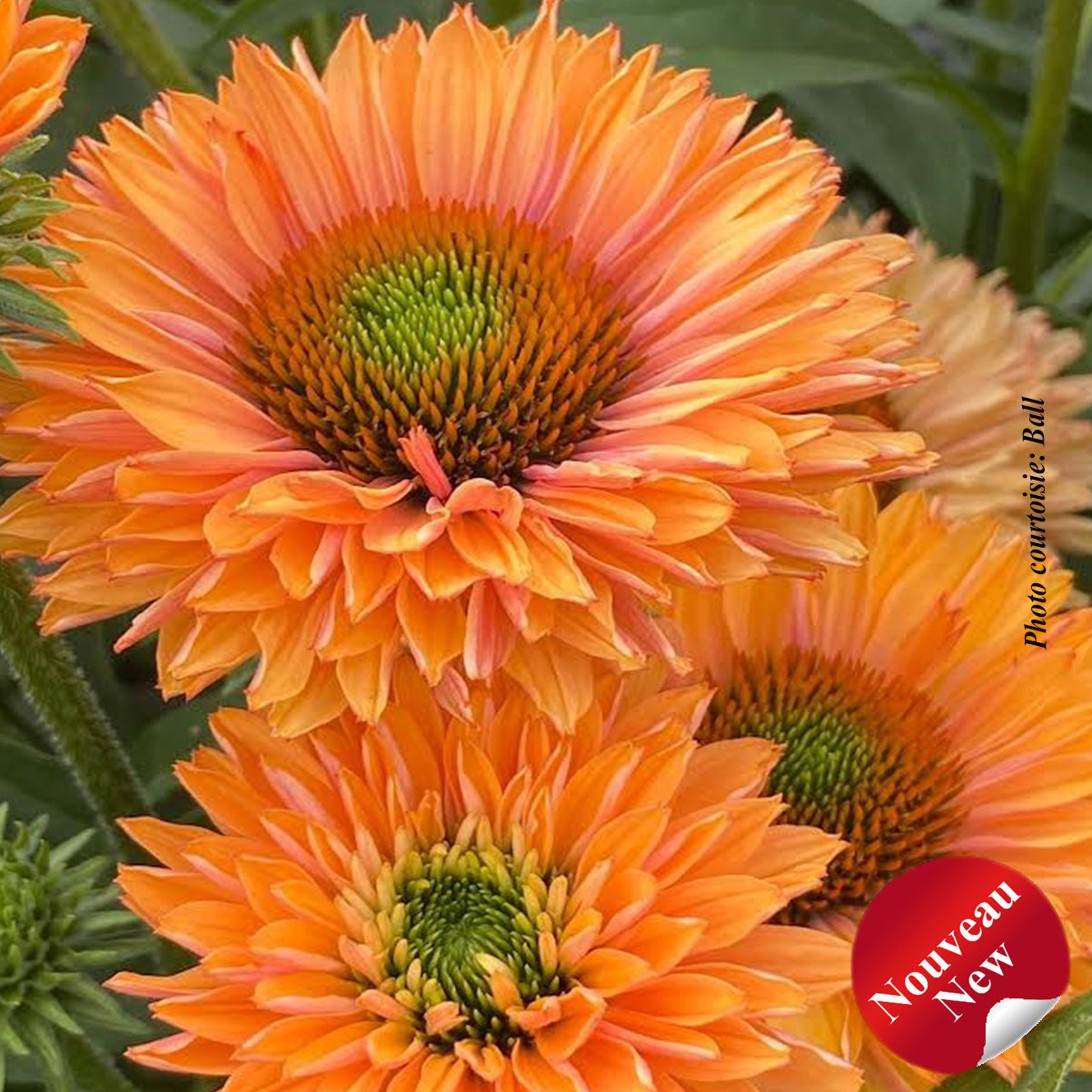 Echinacea 'Sunseekers Pumpkin Pie'