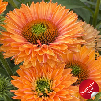 Échinacée SunSeekers 'Pumpkin Pie'. Les pétales fins forment des fleurs pleines, au cœur dense et au contour frangé. Des tons orange colorent les fleurs, avec des zones vives et ombragées sur les pétales. Les cônes centraux ont une surface en relief, avec de petites pointes serrées. Des feuilles vertes apparaissent autour des fleurs et entre les tiges de la photo. Plusieurs fleurs occupent le cadre, certaines de face et d'autres tournées de côté.