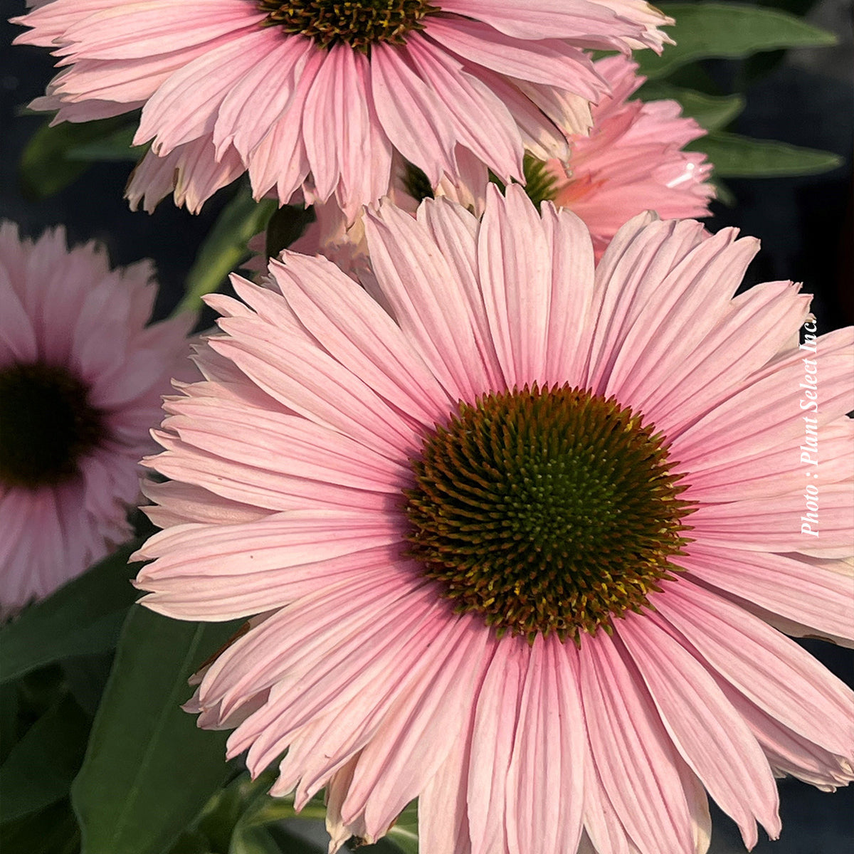 Echinacea 'Sunseekers Salmon'