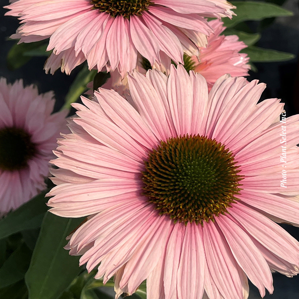 Echinacea 'Sunseekers Salmon'