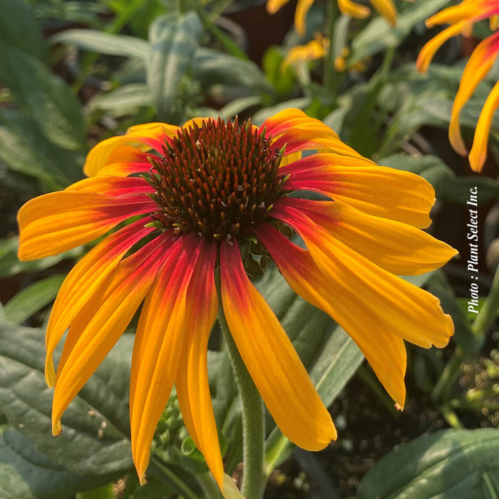 Echinacea 'Sunseekers Tequila Sunrise'