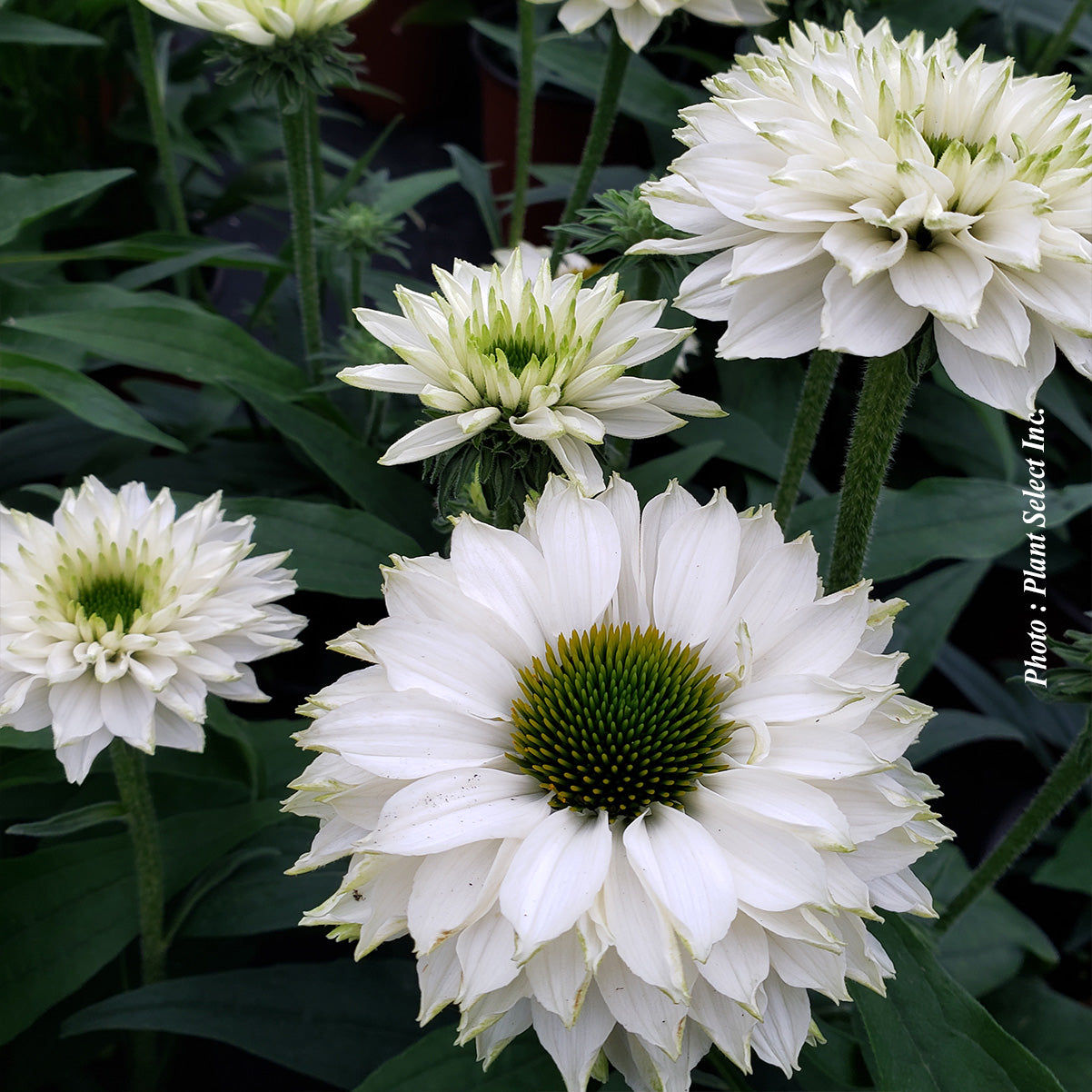 Echinacea 'Sunseekers White Perfection'