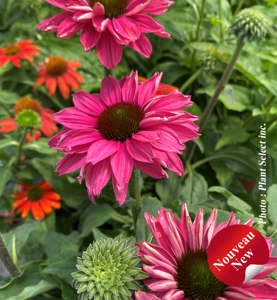 Echinacea 'Sunseekers Sweet Fuchsia'