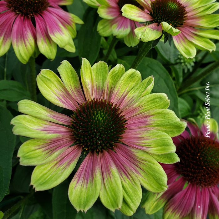 Echinacea 'Sweet Sandia'