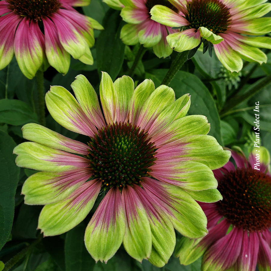 Echinacea 'Sweet Sandia'