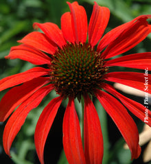 Echinacea 'Tomato Soup'