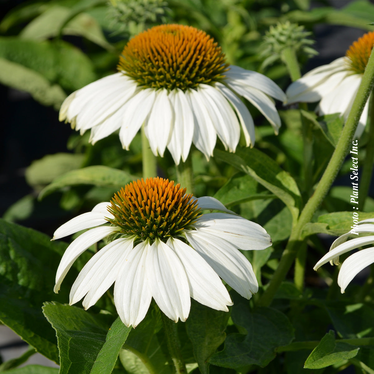 Echinacea purpurea 'White Swan'