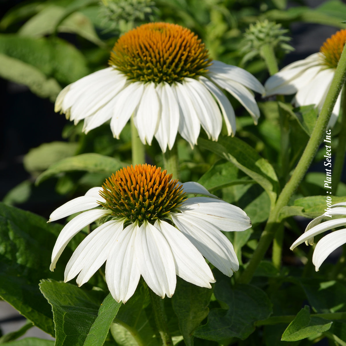 Échinacée ‘White Swan’ — Echinacea purpurea