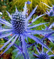 Eryngium 'Blue Glitter'