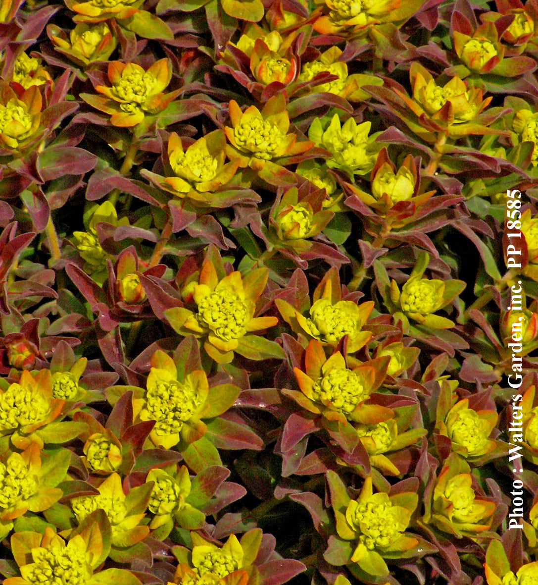 Euphorbe ‘Bonfire’ — Euphorbia
