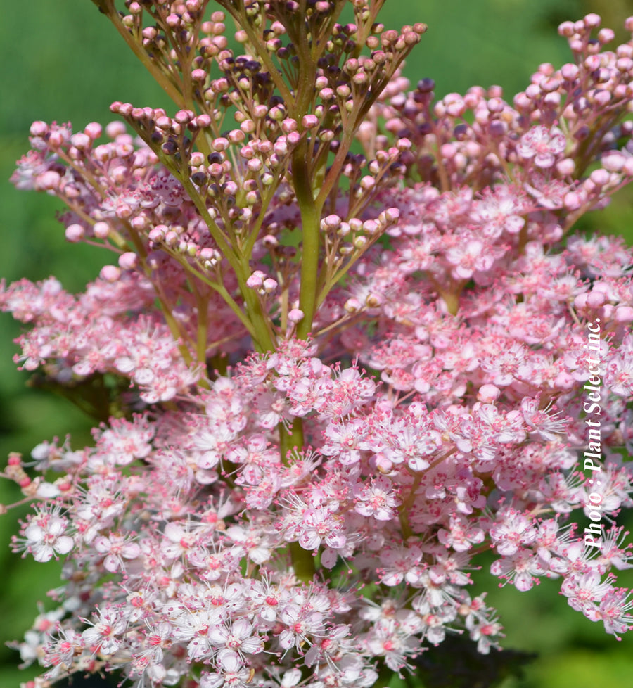 Filipendula rubra 'Venusta Magnifica'