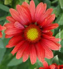 Gaillardia 'Arizona Red Shades'