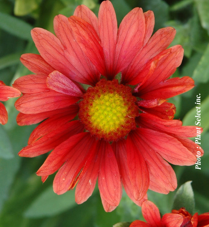 Gaillardia 'Arizona Red Shades'