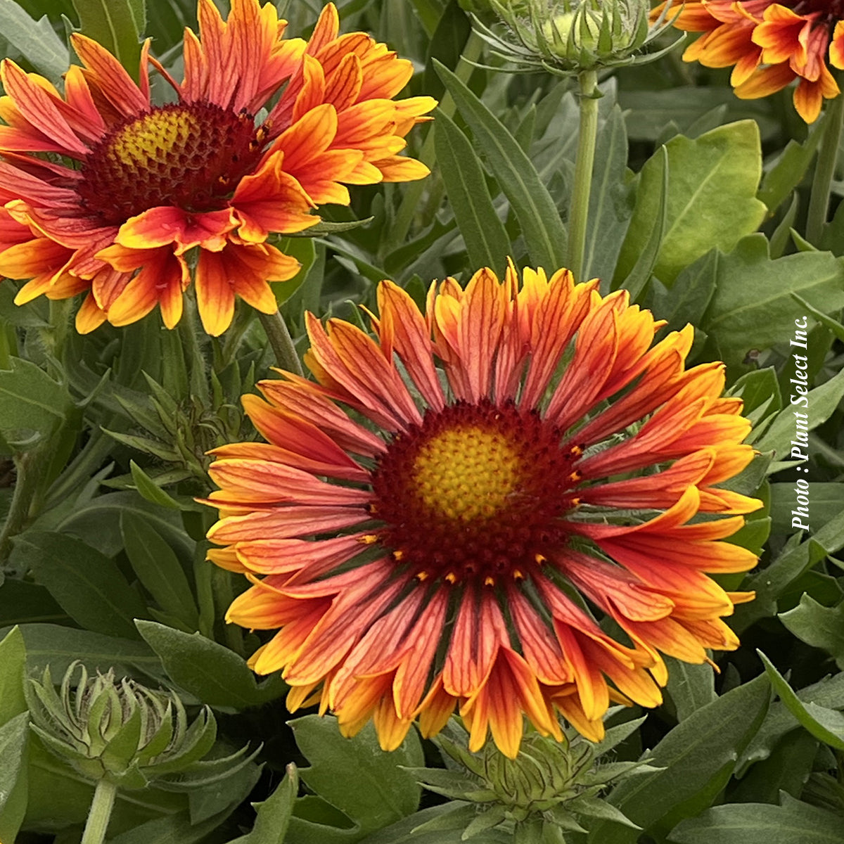 Gaillardia 'SpinTop Copper Sun'