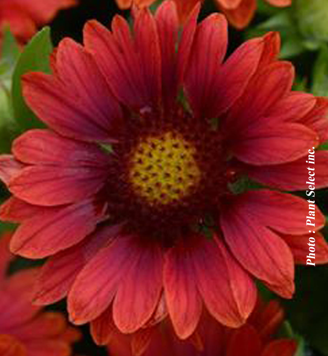Gaillardia 'Mesa Red'