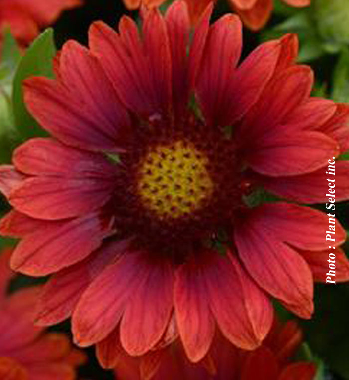 Gaillardia 'Mesa Red'
