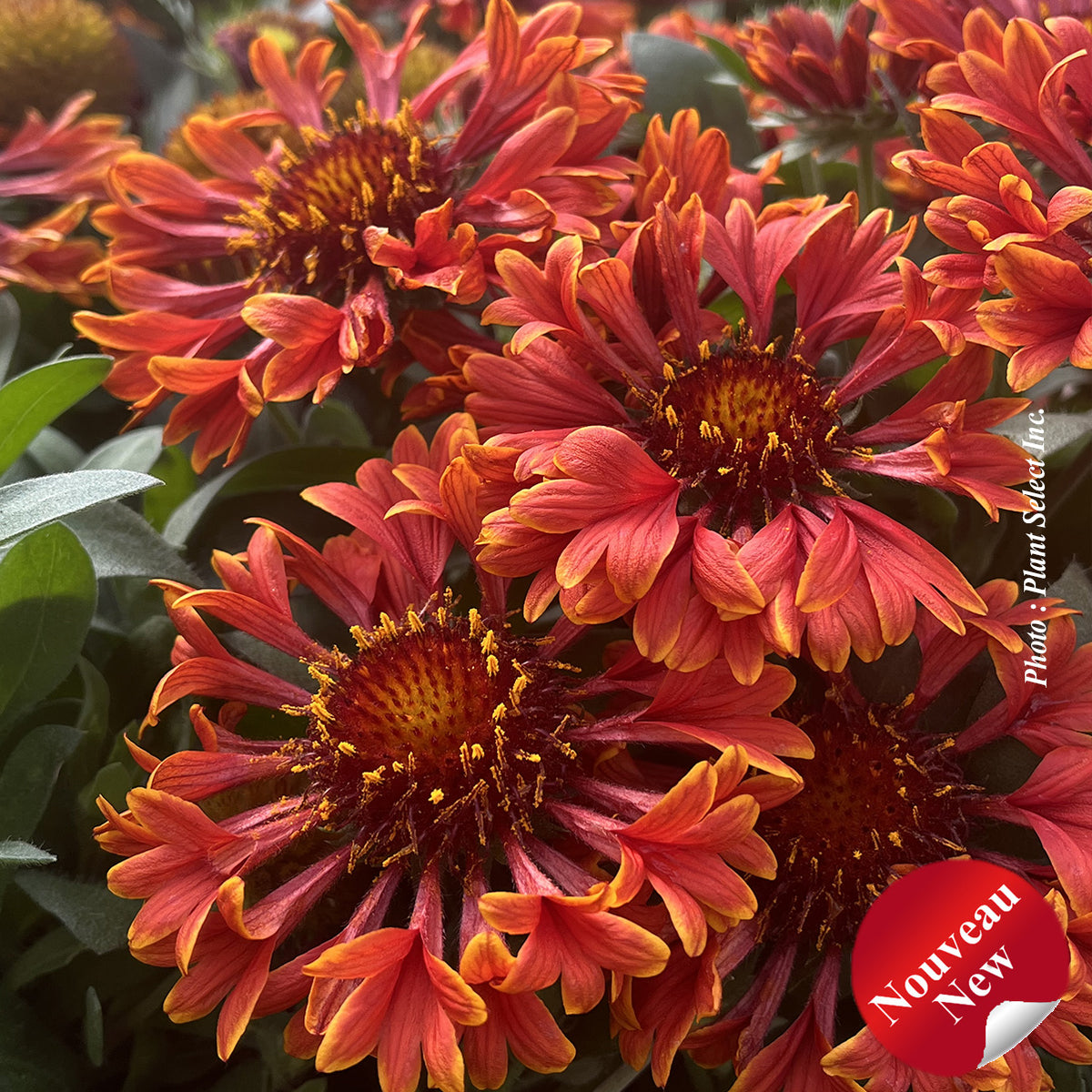 Gaillardia 'SpinTop Mariachi Red Sky'