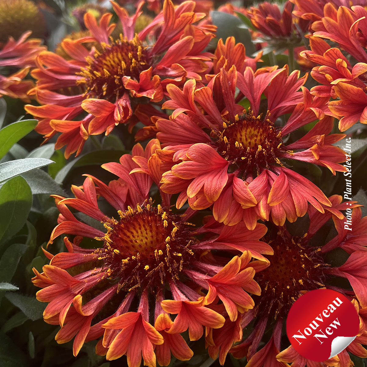 Gaillardia 'SpinTop Mariachi Red Sky'