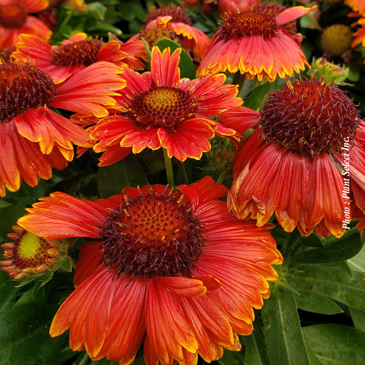 Gaillardia 'SpinTop Red'