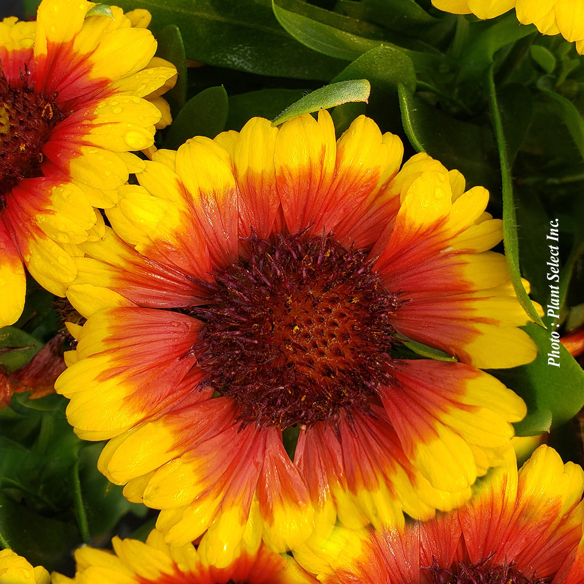 Gaillardia 'SpinTop Red Starburst'