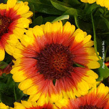 Gaillardia 'SpinTop Red Starburst'