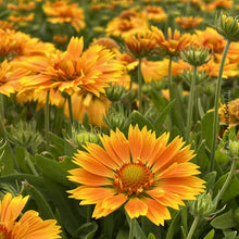 Gaillardia 'SpinTop Mango'