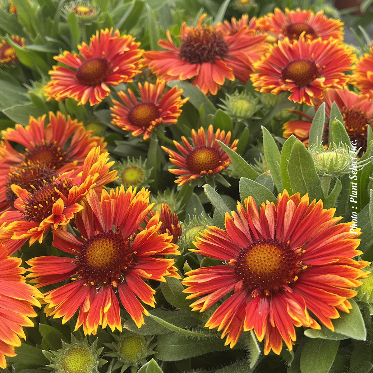 Gaillardia 'SpinTop Yellow Touch'